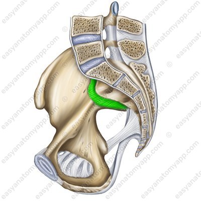 Anterior sacroiliac ligament (lig. sacroiliacum anterius)